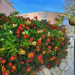 Sunny Haven *